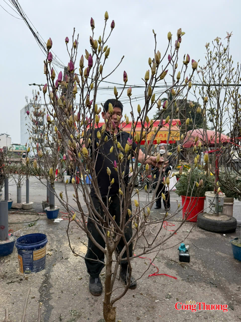 Một cành mộc lan cao hơn 2 mét với nụ hoa sai trĩu cành. Ảnh: Nguyễn Thanh