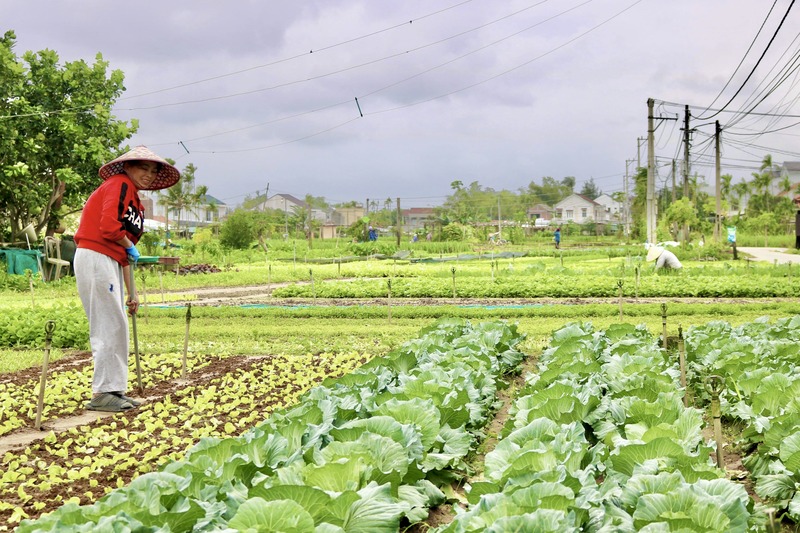 Các làng rau tại TP. Đà Nẵng tất bật chăm sóc, thu hoạch rau màu trước thềm tết Bính Ngọ 2026. Ảnh: Ngọc Thảo