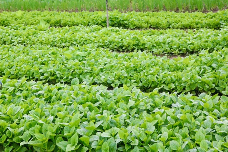 Những luống rau xanh chờ ngày thu hoạch. Ảnh: Ngọc Thảo