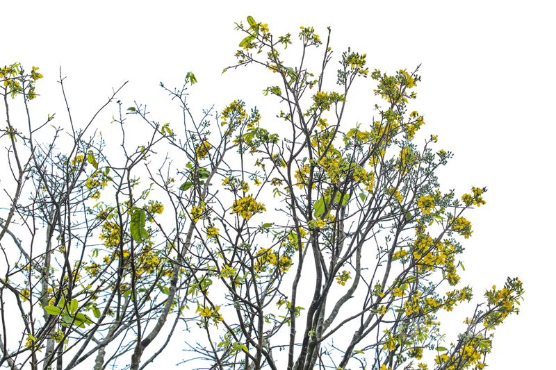 Tuy nhiên, những dòng cây "độc, lạ" và có giá trị cao như bộ ba gốc mai của bà Loan vẫn luôn có chỗ đứng riêng, khẳng định đẳng cấp của người chơi cây.