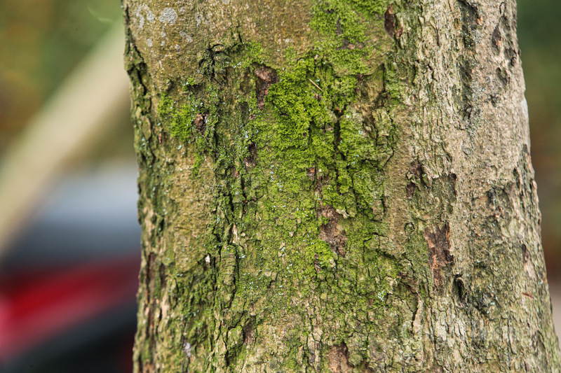 Cận cảnh những ‘cụ’ mai giá hàng trăm triệu đồng ở Hà Tĩnh - 10