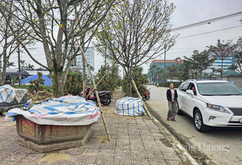 Ông Phạm Xuân Huy (trú tại phường Thành Sen, TP Hà Tĩnh) trầm trồ: “Những gốc mai này không chỉ đẹp ở sắc hoa sắp nở mà còn ở cái 'gốc' vững chãi, thân cây uốn lượn tự nhiên. Với những người sành chơi, giá trị của nó không chỉ nằm ở số tiền trăm triệu mà là ở thời gian và công sức chăm sóc để giữ được vẻ đẹp cổ kính như vậy”.