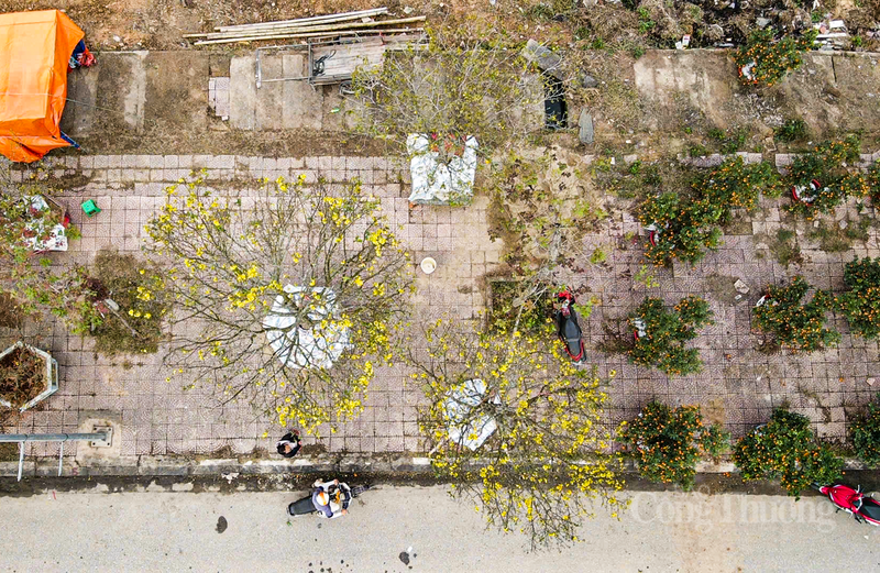 “Ba cây cảnh đưa đến chợ trưng bày lần này thực sự là những siêu phẩm tâm huyết của nhà vườn chúng tôi. Trong đó, ấn tượng nhất là gốc mai có tuổi đời lên đến 80 năm. Hiện tại, đã có khách hàng am hiểu về cây cảnh trả giá hơn 200 triệu đồng cho 'cụ' mai này nhưng tôi vẫn đang cân nhắc”, bà Loan nói.