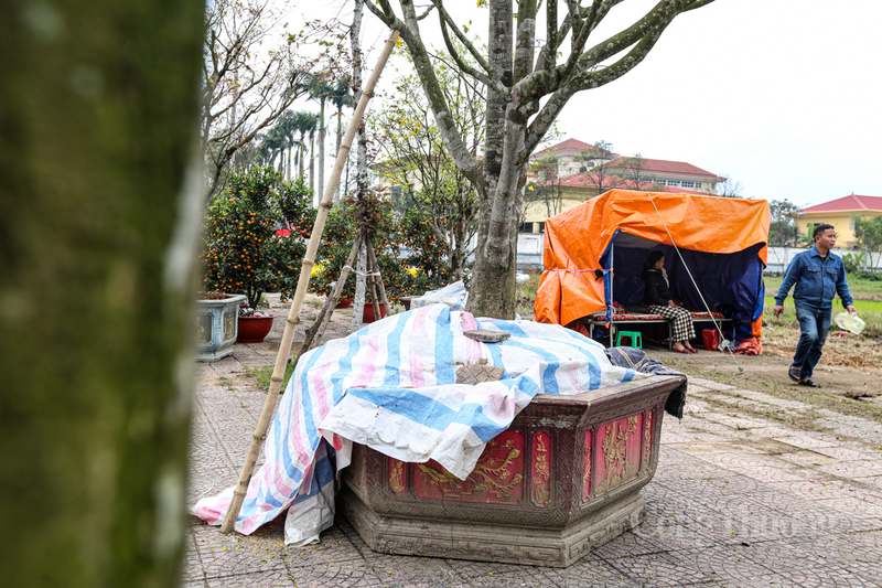 Được biết, mức giá niêm yết hiện tại cho ba gốc mai lần lượt là 300 triệu, 200 triệu và 100 triệu đồng.