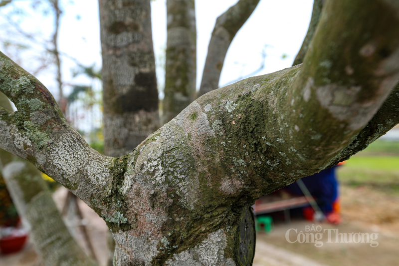 Theo bà Loan, để đưa được những "cụ" mai này về đến chợ hoa lớn nhất Hà Tĩnh, nhà vườn đã phải tốn rất nhiều công sức trong vận chuyển.