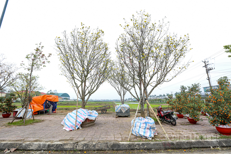 Riêng hai gốc còn lại có tuổi đời trên 60 năm, dù cũng có rất nhiều người đến hỏi mua và ngã giá nhưng vẫn chưa đạt đến mức kỳ vọng của nhà vườn.