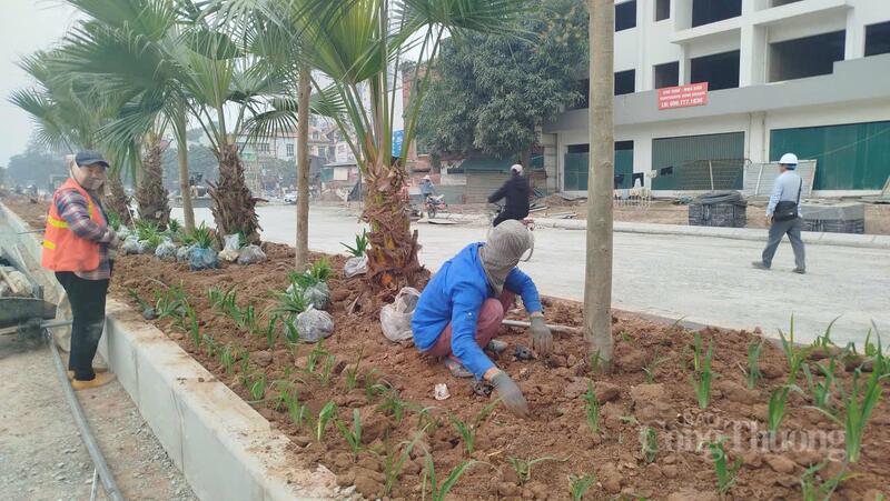 Dải phân cách đã được trồng cây xanh.