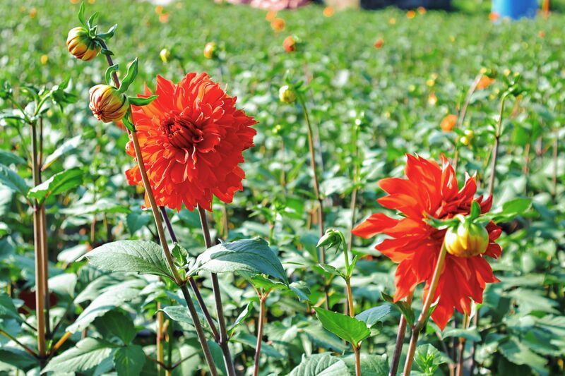 Hoa thược dược nở rộ, cho màu sắc tươi, có giá từ 90.000 - 150.000/bó (10 cành). Ảnh: Diễm Phúc