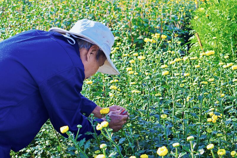 Người dân các làng hoa đang kỳ vọng sẽ có mùa Tết thắng lợi. Ảnh: Diễm Phúc