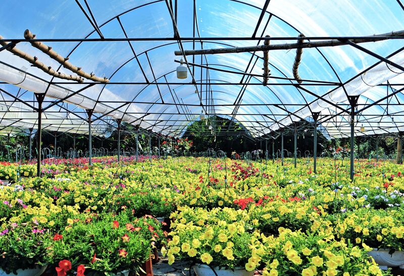 Với quy mô gần 6ha, cô Nguyễn Thị Xuân (phường Hòa Xuân) quyết định trồng dạ yến thảo trên toàn bộ diện tích. Một số loại hoa treo khác được xen kẽ với số lượng nhỏ để phục vụ tệp khách hàng đặt trước. Ảnh: Diễm Phúc