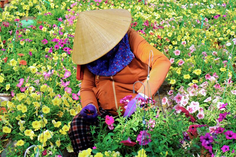 Cô Xuân cho biết, từ tháng 11, vườn đã bắt đầu cung ứng hoa cho các đơn vị sỉ, lẻ trên khắp thành phố, trong đó dạ yến thảo có giá 45.000/loại nhỏ, 75.000/loại trung và 120.000/ loại lớn. Đến nay, gần 2.000 chậu hoa đã được bán đi, số còn lại, cô Xuân dự tính bán đến khoảng 28 Tết. Ảnh: Diễm Phúc