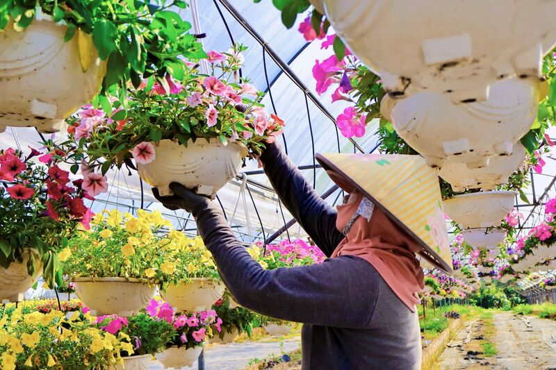 Theo các nhà vườn, nhờ thời tiết cuối năm tương đối thuận lợi, người dân đẩy mạnh chăm sóc, tỉa cành, chỉnh dáng để đảm bảo hoa nở đều, đúng thời điểm và  cho màu sắc đẹp. Ảnh: Diễm Phúc