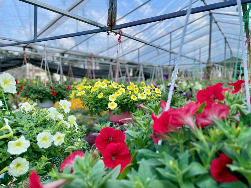 Ngoài hoa cúc truyền thống, nhiều loại hoa khác cũng được nông dân trồng phục vụ nhu cầu của người dân chơi Tết.