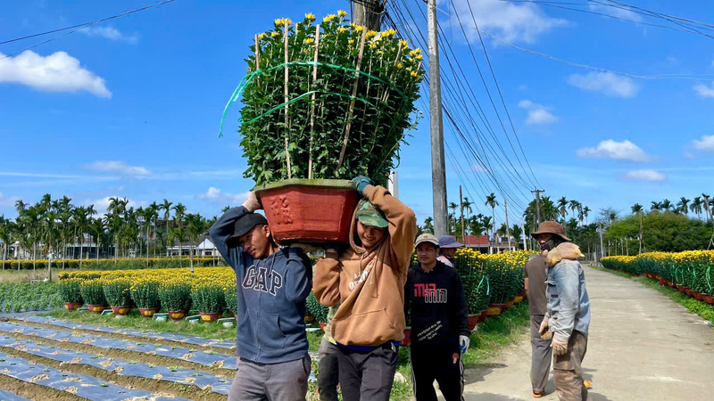 Hàng trăm người liên tục vận chuyển các chậu cúc lên xe.
