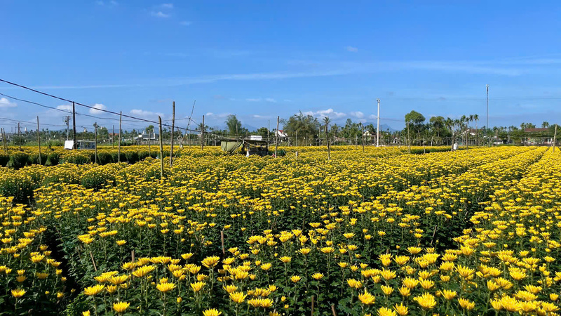 Mặc dù thời tiết năm nay không ổn định nhưng tại thủ phủ hoa cúc lớn nhất miền Trung vẫn nở đúng hẹn.