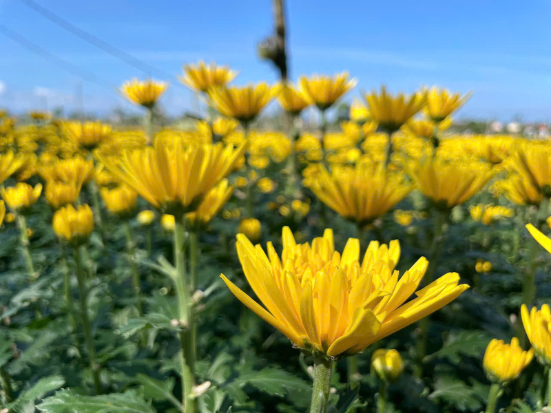 Hoa cúc đã bắt đầu bung nở, được vận chuyển đi khắp miền Nam - Bắc tiêu thụ.