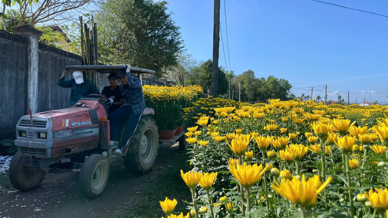 Từ hơn một tháng trước, các thương lái đã đến tận vườn để đặt cọc, mua hết những chậu cúc trong các vườn hoa tại làng hoa Nghĩa Hiệp.