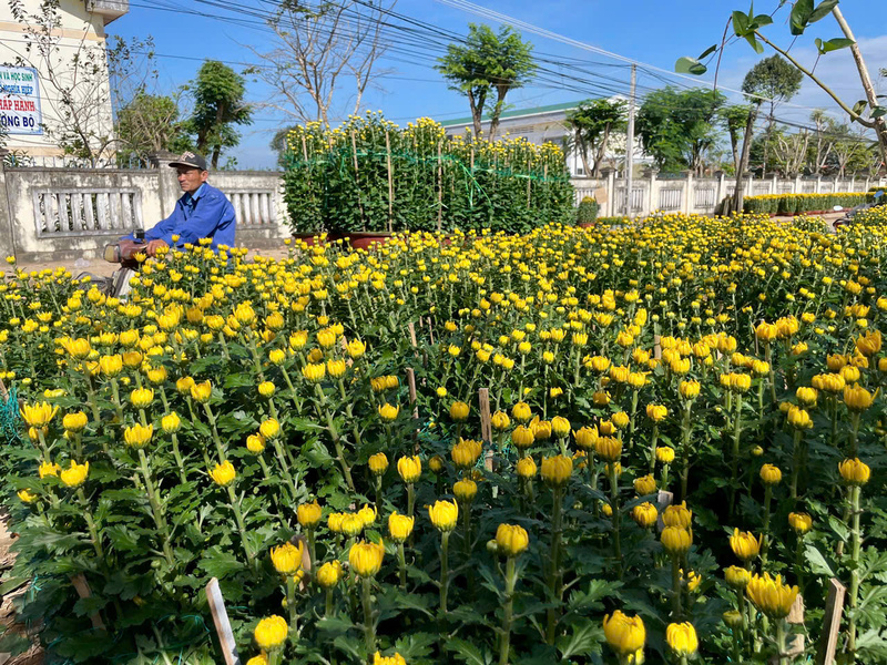 Không khí khẩn trương những ngày sát Tết tại thủ phủ hoa Nghĩa Hiệp.