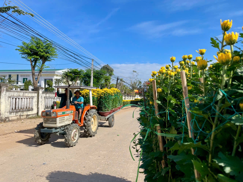 Từng chuyến xe chở các chậu cúc ra nơi tập kết cho thương lái.