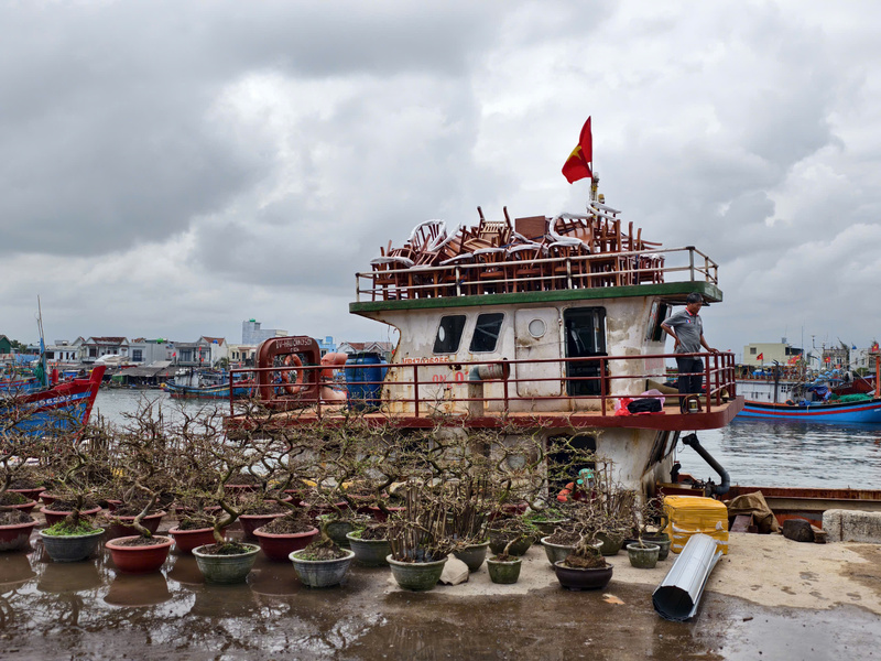 Những chậu mai chưng Tết được vận chuyển ra đảo Lý Sơn. Ảnh: Nguyễn Dương