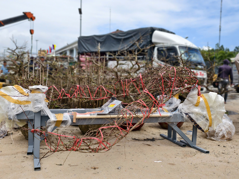 Những nhánh đào phục vụ người dân chưng Tết. Ảnh: Nguyễn Dương