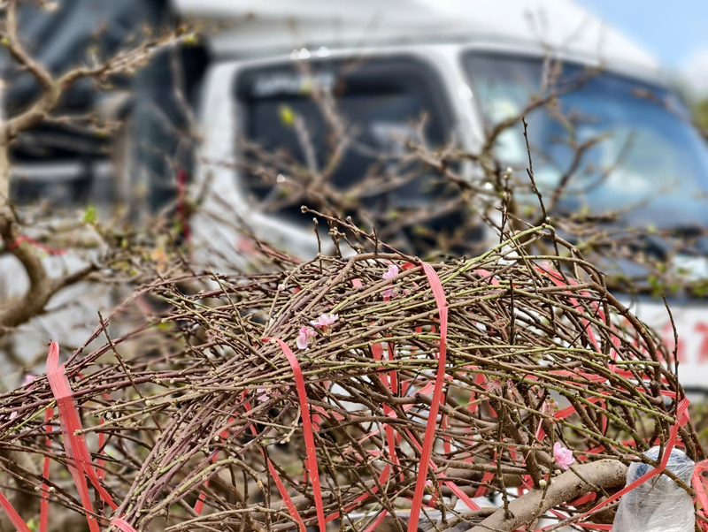 Các loại cây cảnh như mai, đào, quất cảnh... được người dân đảo Lý Sơn ưa chuộng. Ảnh: Nguyễn Dương