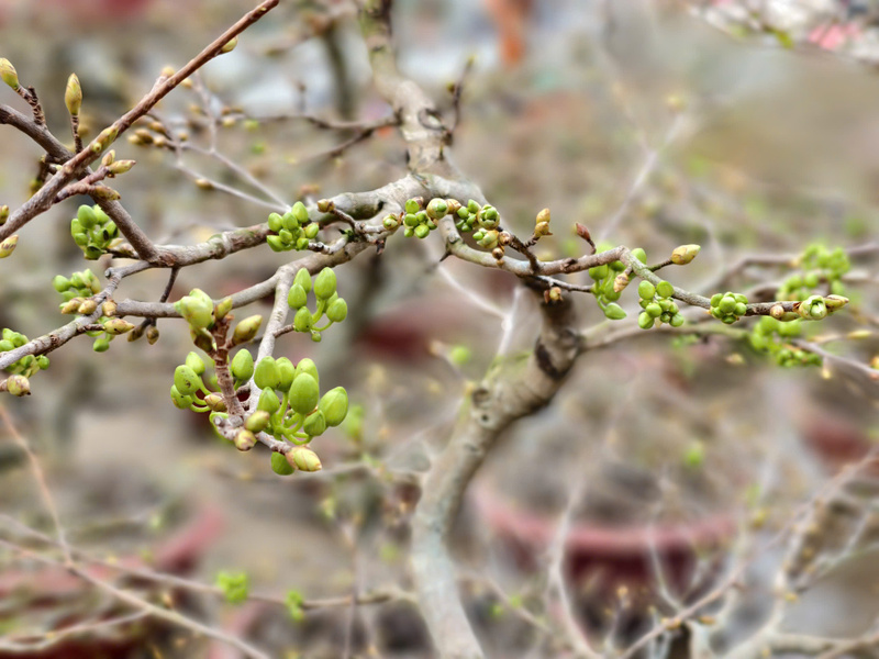 Những chậu mai chớm nụ, mang không khí Tết ra đảo Lý Sơn. Ảnh: Nguyễn Dương