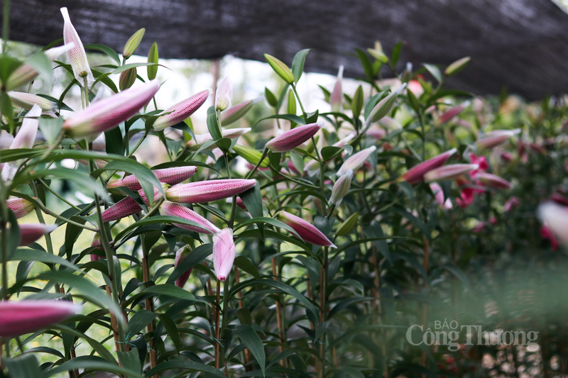 Ngoài chủ lực là hoa cúc, năm nay, nhiều nhà vườn còn trồng thêm các loại hoa ly.