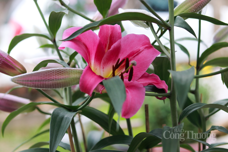 Hoa ly năm nay phát triển rất đẹp, hương thơm đậm, đây sẽ là nguồn thu nhập đáng kể giúp các hộ dân có một cái Tết sung túc hơn.