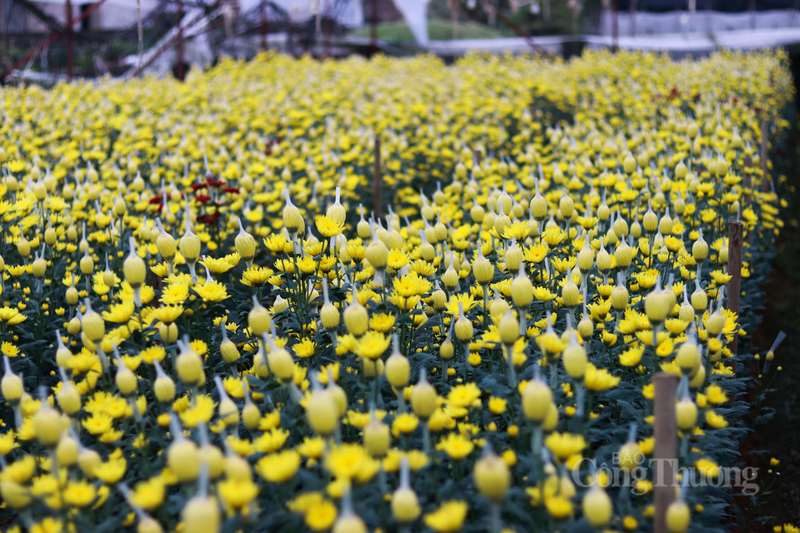 Với sự chuẩn bị kỹ lưỡng từ khâu chọn giống đến kỹ thuật chăm sóc tỉ mỉ, hoa cúc Toàn Lưu hứa hẹn sẽ rực rỡ trên khắp các bàn thờ gia tiên và không gian phòng khách của mỗi gia đình Hà Tĩnh trong dịp Tết này.