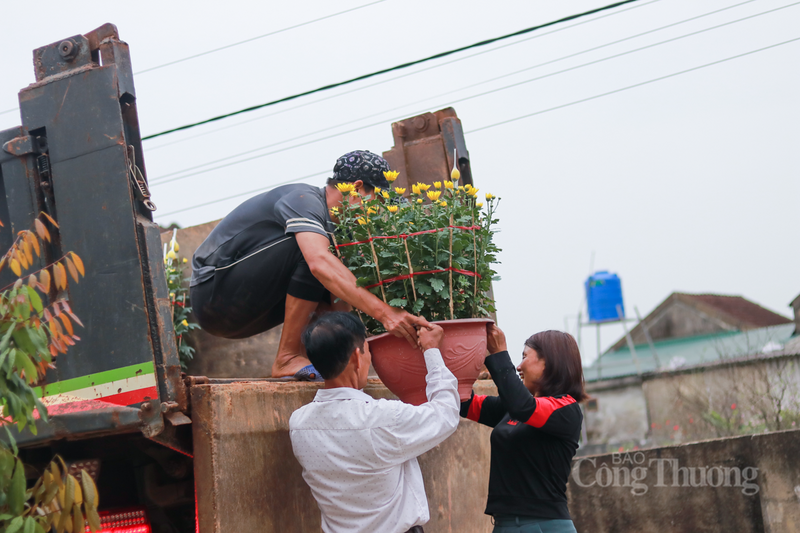 Theo ghi nhận của phóng viên Báo Công Thương, thị trường hoa Tết năm nay nhộn nhịp từ rất sớm. Các thương lái đã đổ về tận vườn để đặt cọc.