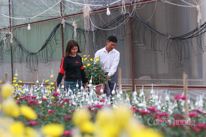 “Chúng tôi đang phải ‘chạy nước rút’ từng ngày để kịp cung ứng cho thị trường. Với khoảng 20 triệu đồng tiền giống và phân bón, dự kiến đến dịp Tết, gia đình tôi có thể thu về trên 130 triệu đồng”, ông Dương Công Tiến (thôn Xuân Sơn) bày tỏ.