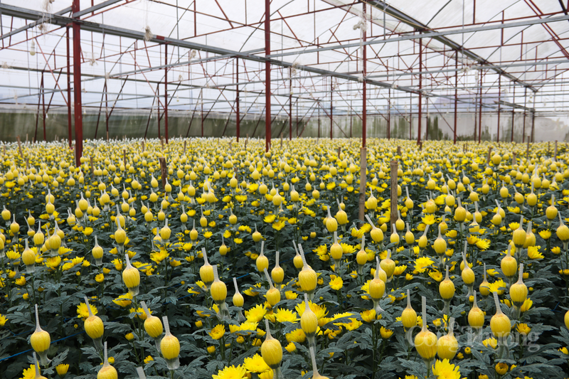 Dưới cái se lạnh của những ngày cận Tết Nguyên đán, các vườn hoa cúc tại xã Toàn Lưu, tỉnh Hà Tĩnh như thay áo mới. Đây là thời điểm “vàng” để người trồng hoa thực hiện các kỹ thuật cắt tỉa, canh nước sao cho hoa nở đẹp nhất vào đúng dịp giao thừa.