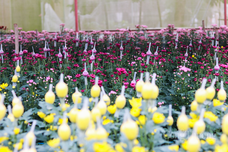 Tại vườn hoa của ông Dương Công Họa (thôn Xuân Sơn), một trong những hộ có quy mô sản xuất lớn trong vùng, hàng vạn gốc cúc đang khoe sắc.