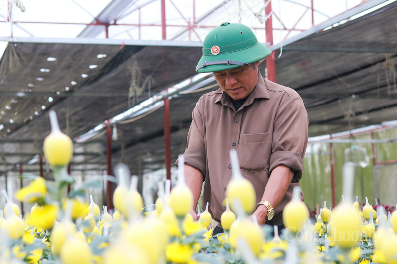“Năm nay, tôi quyết định dồn sức vào các giống hoa chủ yếu lấy từ Đà Lạt vì chúng có ưu điểm là bông to, cánh dày và màu sắc rất tươi. Hiện vườn nhà tôi có đủ loại: từ cúc vàng truyền thống, cúc vạn thọ đại diện cho sự trường thọ, đến cúc trắng tinh khôi và cúc tím hồng lạ mắt”, ông Họa chia sẻ.