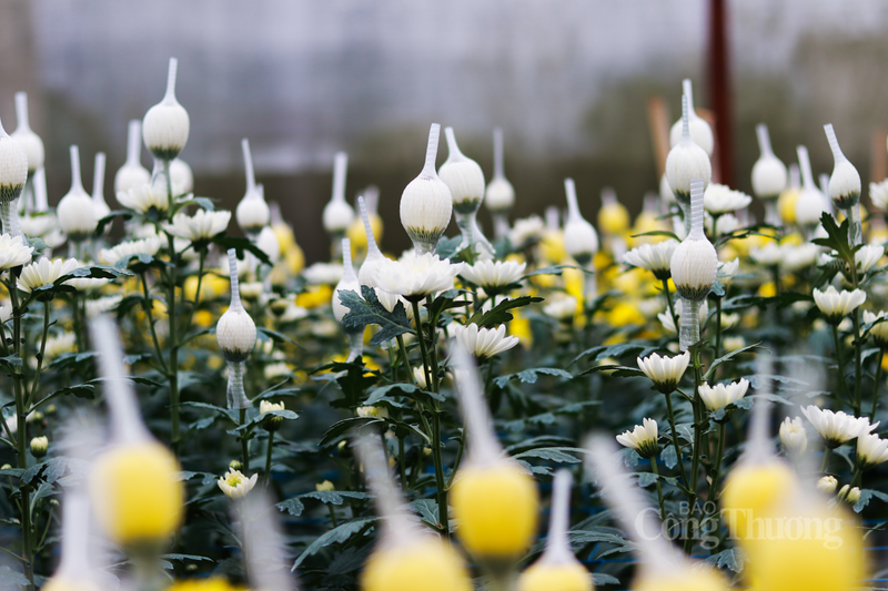 Những năm gần đây, nhờ áp dụng kỹ thuật canh tác mới và nhạy bén trong việc lựa chọn giống, thương hiệu hoa Toàn Lưu không chỉ phủ sóng trong tỉnh mà còn vươn ra các khu vực lân cận.