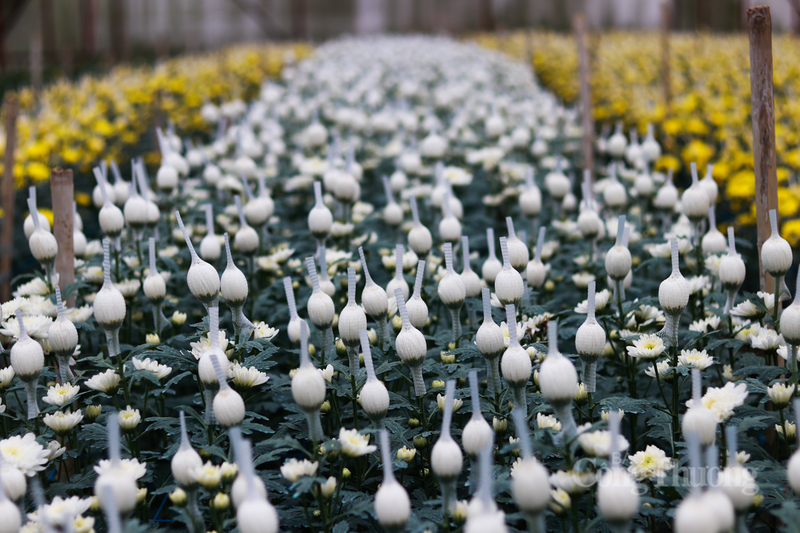 Để đáp ứng thị hiếu ngày càng cao của người tiêu dùng, năm nay gia đình ông đã mạnh dạn nhập các giống hoa chất lượng cao từ Đà Lạt.