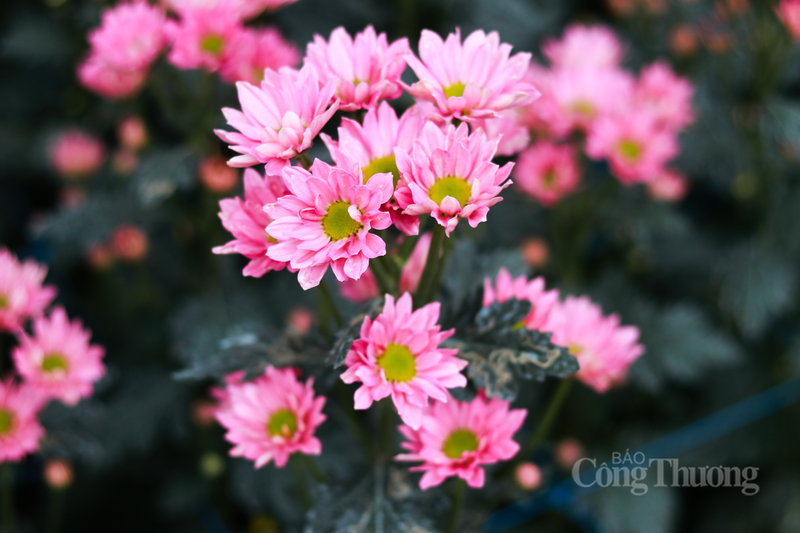 Theo người dân địa phương, thời tiết năm nay dù có chút biến động nhưng nhờ kinh nghiệm dày dặn và giống tốt, hoa phát triển rất đều.