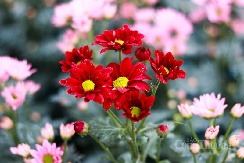 ‘Thủ phủ’ hoa cúc Hà Tĩnh hối hả vào vụ Tết - 11