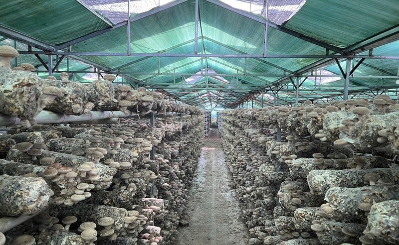 Trang trại sản xuất nấm của Công ty TNHH Nấm ăn, nấm dược liệu Mù Cang Chải (Lào Cai). Ảnh: Q.N