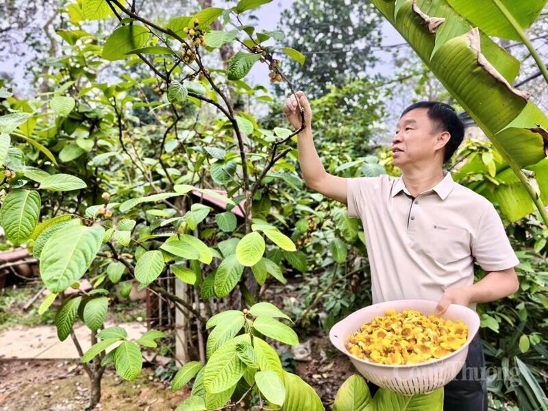 Vườn trà của gia đình anh Nguyễn Văn Đại nở rộ, cho vụ mùa bội thu.