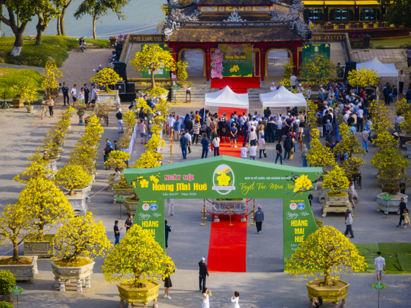 Dịp này, thành phố Huế tổ chức ngày hội Hoàng mai Huế chào đón Xuân Bính Ngọ 2026. Ảnh: H. Minh