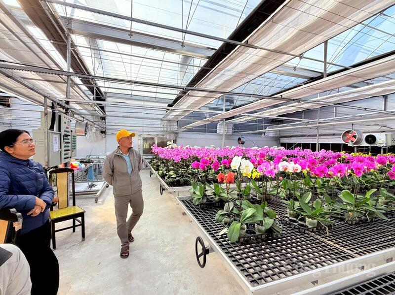 Hoa lan trồng ở vùng núi Sa Mù lần đầu "xuống phố" phục vụ người dân.