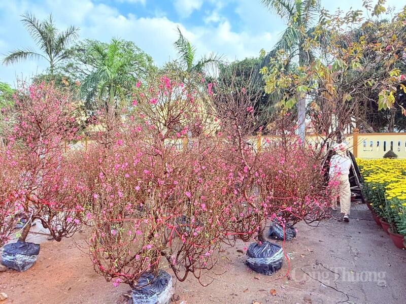 Đào Tết được nhập từ các tỉnh phía Bắc.