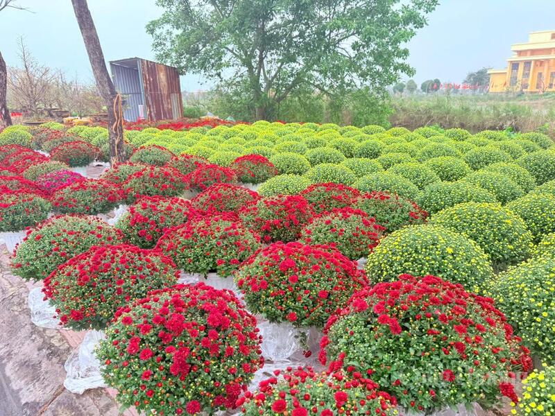 Thị trường hoa, cây cảnh trên địa bàn tỉnh Quảng Trị bắt đầu nhộn nhịp.