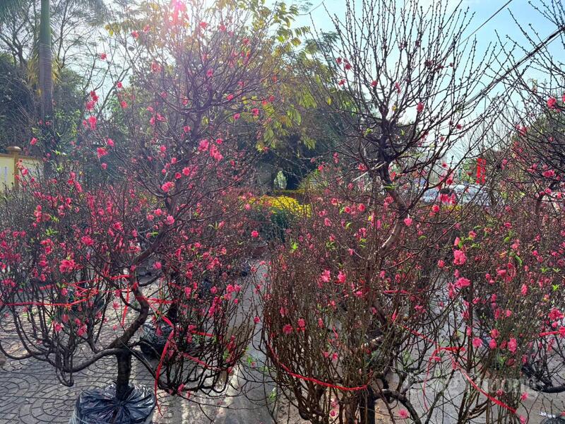 Người dân tại Quảng Trị đi chợ Tết sớm hơn mọi năm.