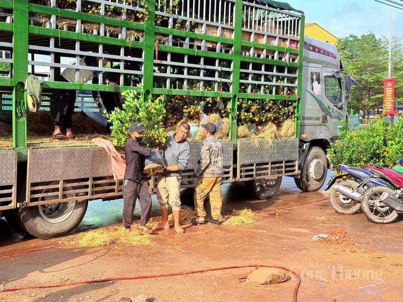 Dù đã sát những ngày cuối năm nhưng những chậu quất cảnh "mini" vẫn tiếp tục được nhập phục vụ người dân.