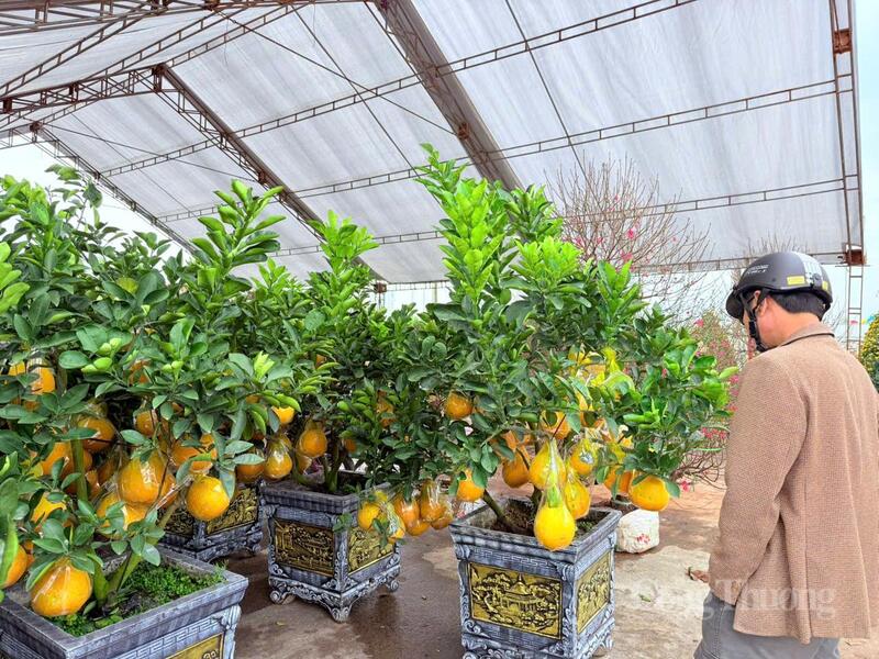 Theo nhận định của các tiểu thương, sức mua thường sẽ tăng mạnh trong khoảng một tuần trước tết Nguyên đán.