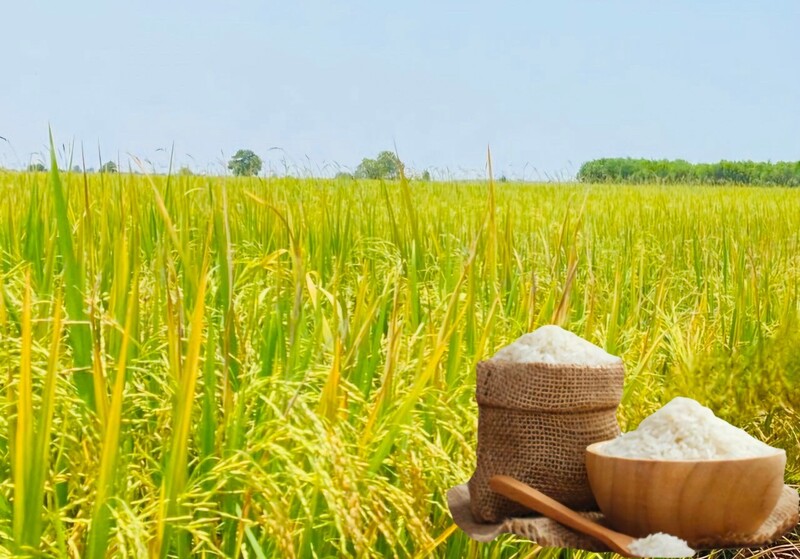 Giá lúa gạo hôm nay ngày 8/2 và tuần qua: Gạo xuất khẩu, lúa tươi biến động. Ảnh: Thanh Minh.