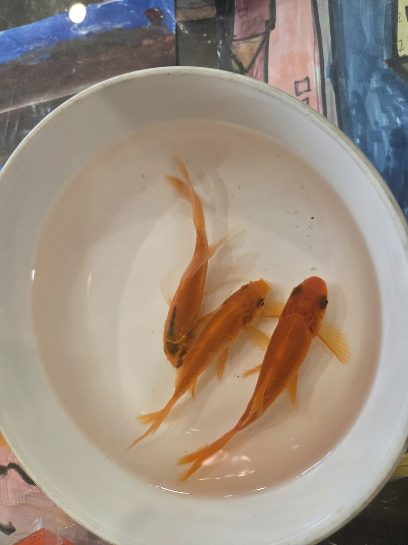 Cá chép đỏ cỡ nhỏ, bán theo bộ ba con, là lựa chọn phổ biến của người dân khi mua cúng ông Công ông Táo.